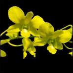 Dendrobium Thongchai Gold X Udom Yellow